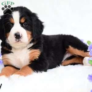 Sally, Bernese Mountain Dog Puppy