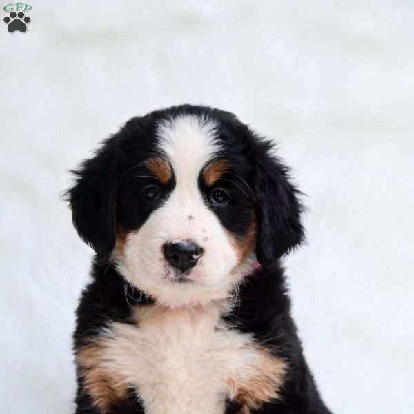 Sadie, Bernese Mountain Dog Puppy