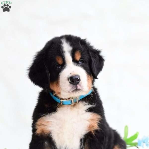 Winston, Bernese Mountain Dog Puppy