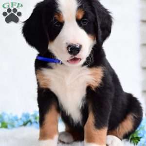 Clifford, Bernese Mountain Dog Puppy