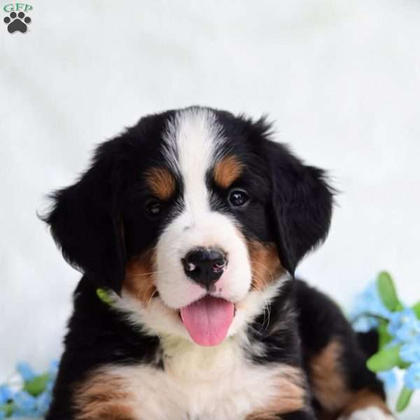 Earl, Bernese Mountain Dog Puppy