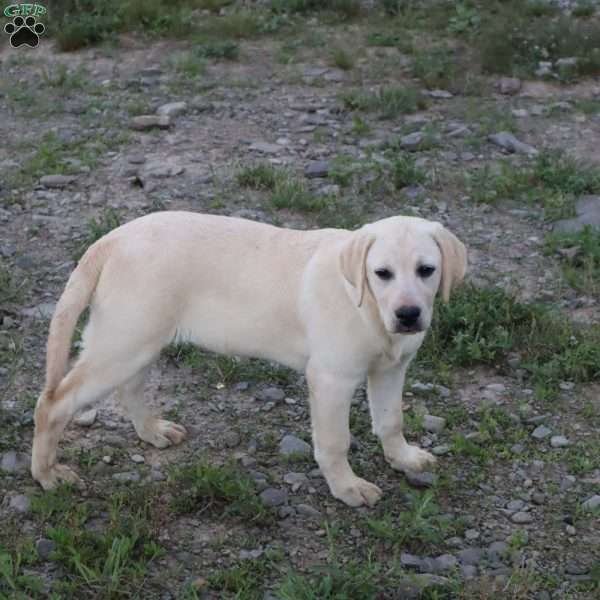 Iris, Yellow Labrador Retriever Puppy
