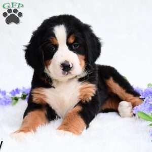 Sally, Bernese Mountain Dog Puppy