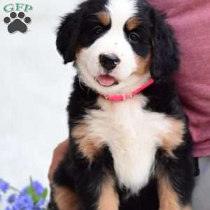 Sadie, Bernese Mountain Dog Puppy