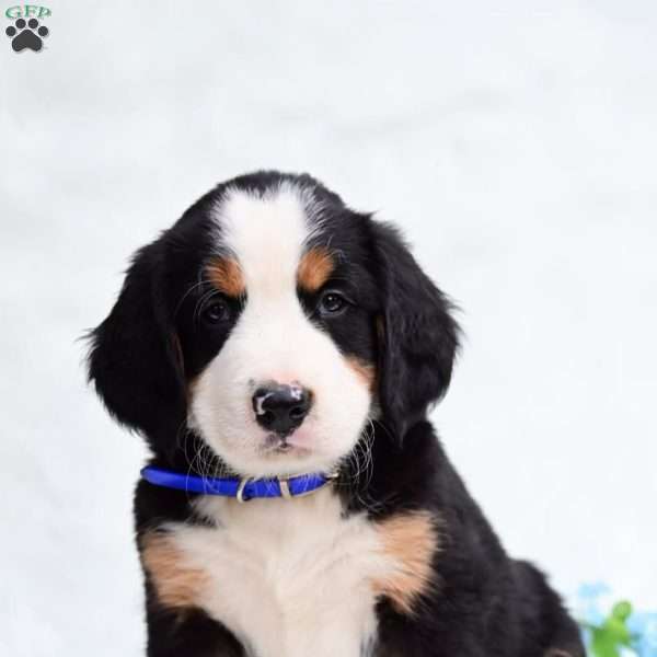 Clifford, Bernese Mountain Dog Puppy