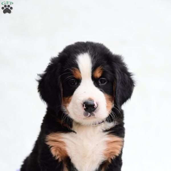 Sally, Bernese Mountain Dog Puppy