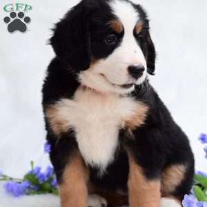 Sadie, Bernese Mountain Dog Puppy