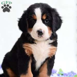 Sally, Bernese Mountain Dog Puppy