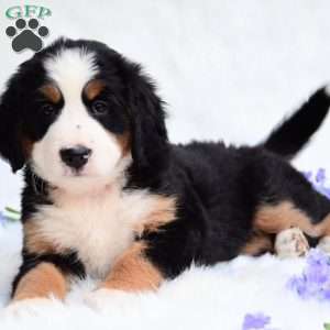 Sadie, Bernese Mountain Dog Puppy