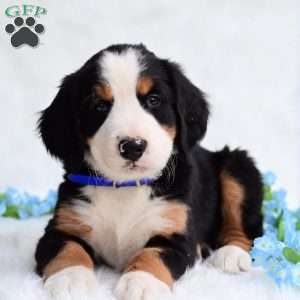 Clifford, Bernese Mountain Dog Puppy