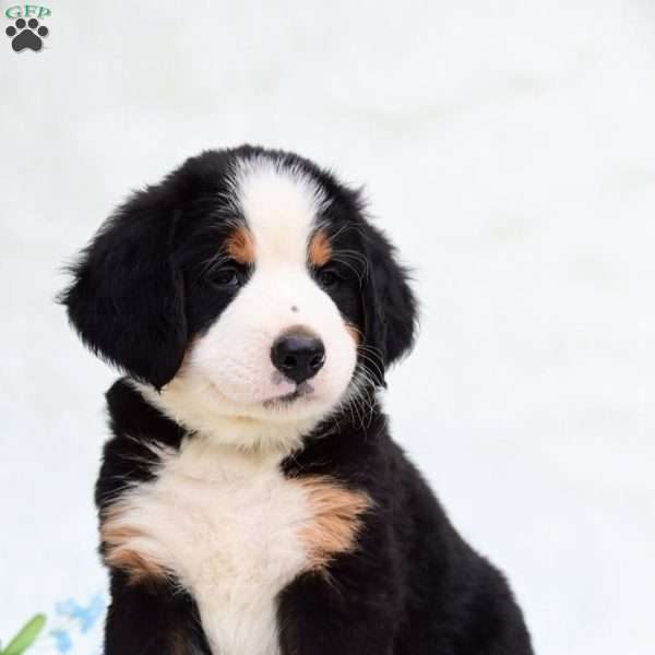 Rover, Bernese Mountain Dog Puppy