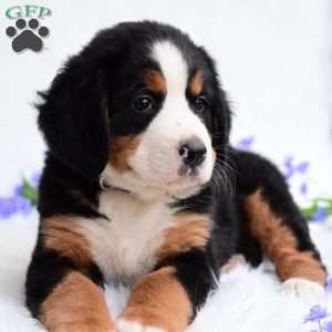 Sally, Bernese Mountain Dog Puppy