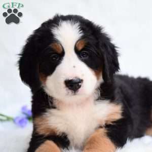 Sadie, Bernese Mountain Dog Puppy