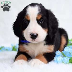 Clifford, Bernese Mountain Dog Puppy