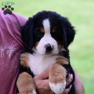 Sally, Bernese Mountain Dog Puppy