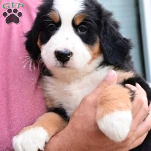 Sadie, Bernese Mountain Dog Puppy