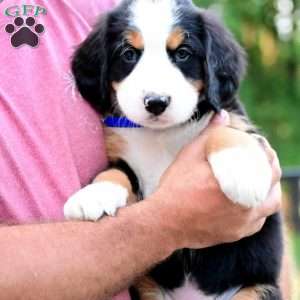 Clifford, Bernese Mountain Dog Puppy