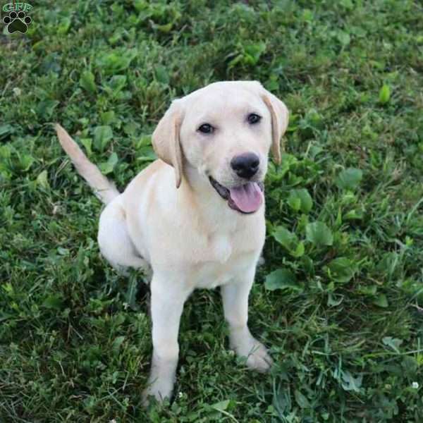 Ida, Yellow Labrador Retriever Puppy
