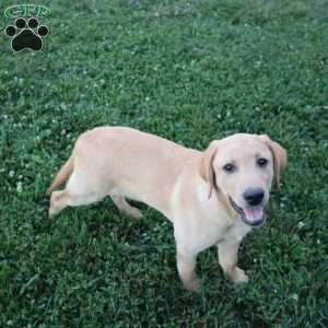 Ike, Yellow Labrador Retriever Puppy