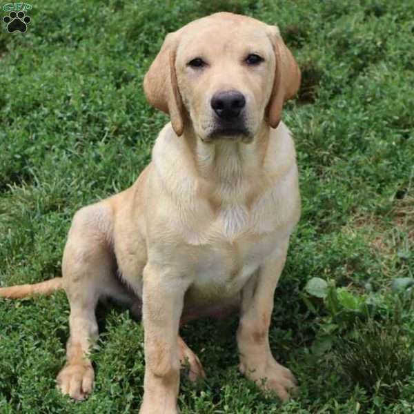 Ira, Yellow Labrador Retriever Puppy