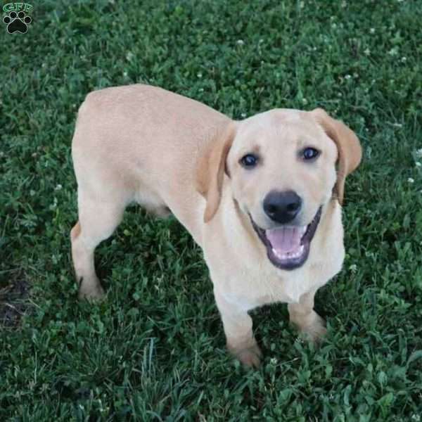 Ike, Yellow Labrador Retriever Puppy