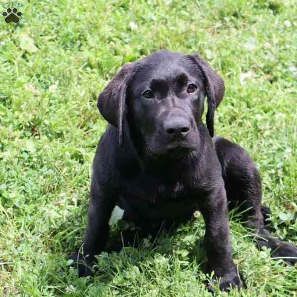 Janessa, Black Labrador Retriever Puppy