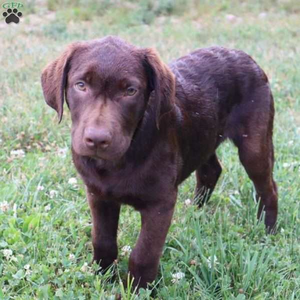 Jefferson, Chocolate Labrador Retriever Puppy