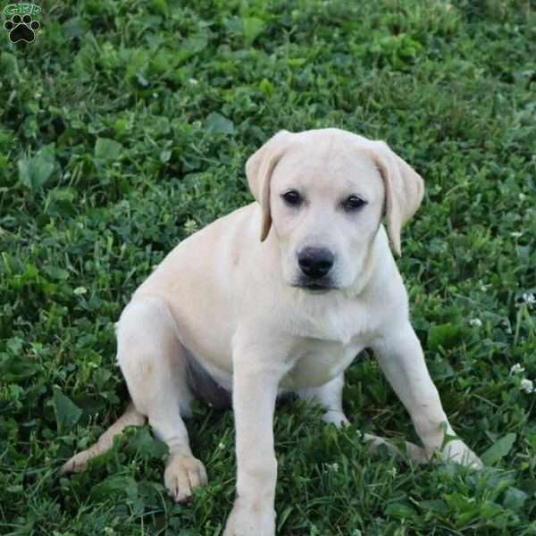 Irene, Yellow Labrador Retriever Puppy
