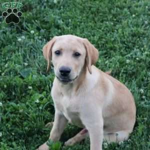 Ike, Yellow Labrador Retriever Puppy