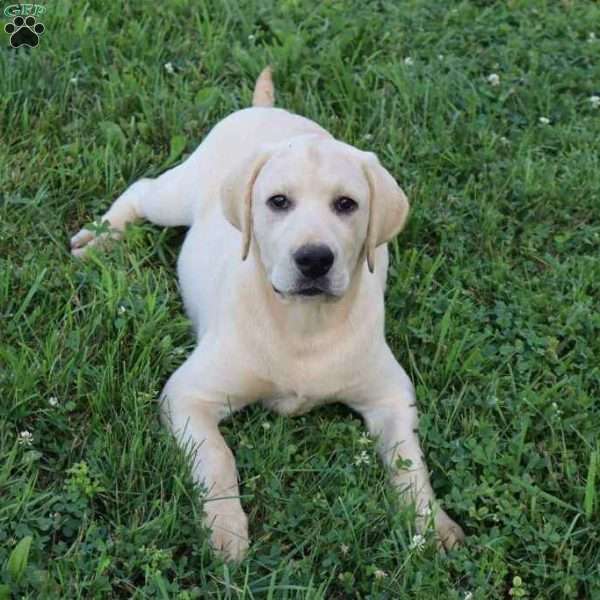 Irvin, Yellow Labrador Retriever Puppy