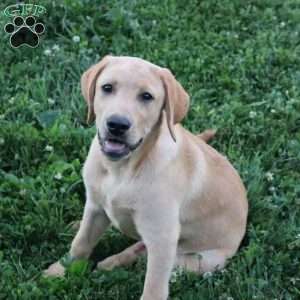 Ike, Yellow Labrador Retriever Puppy