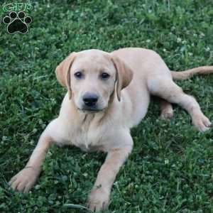 Ike, Yellow Labrador Retriever Puppy