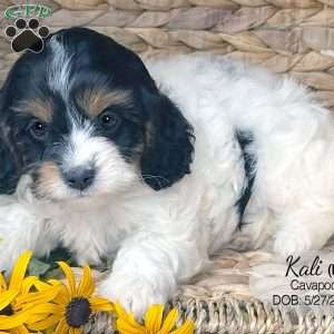 Kali, Cavapoo Puppy
