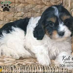 Kali, Cavapoo Puppy