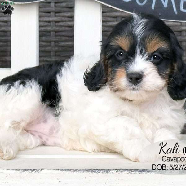 Kali, Cavapoo Puppy