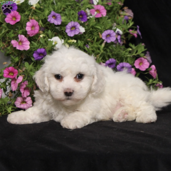 BJ’s Kevin, Bichon Frise Puppy