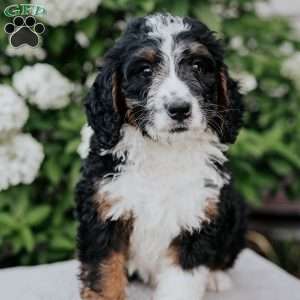 Leo, Bernedoodle Puppy