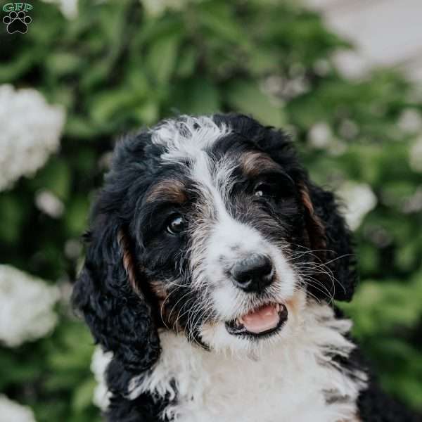 Leo, Bernedoodle Puppy