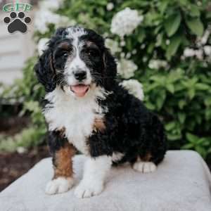 Leo, Bernedoodle Puppy