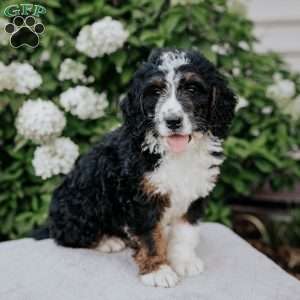 Leo, Bernedoodle Puppy
