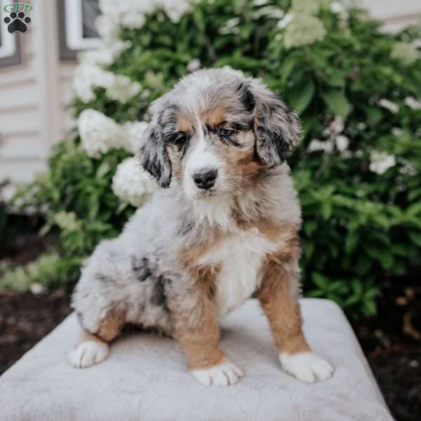Lilac, Bernedoodle Puppy