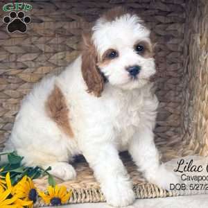 Lilac, Cavapoo Puppy