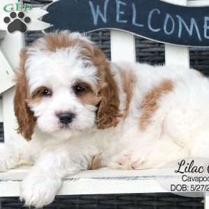 Lilac, Cavapoo Puppy