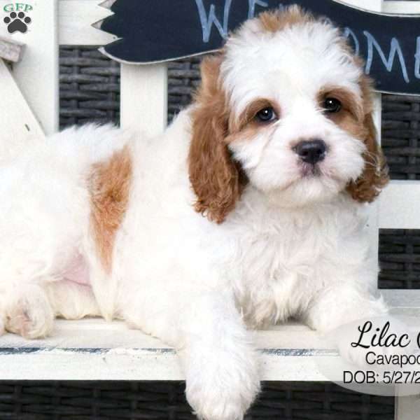 Lilac, Cavapoo Puppy