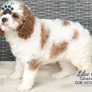 Lilac, Cavapoo Puppy