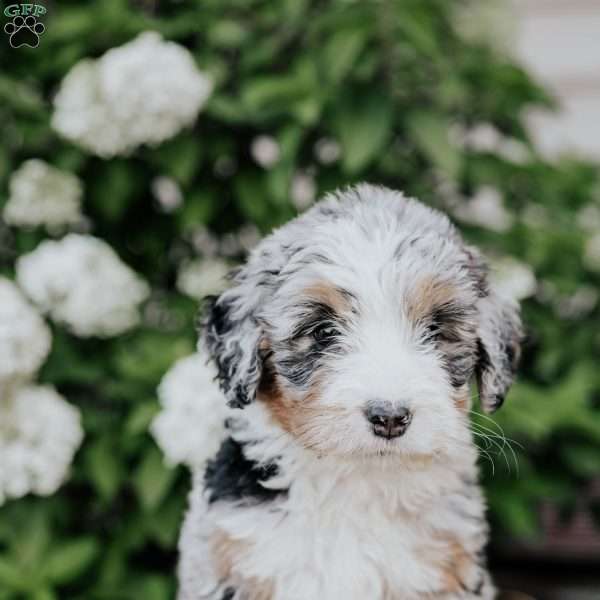 Lily, Bernedoodle Puppy