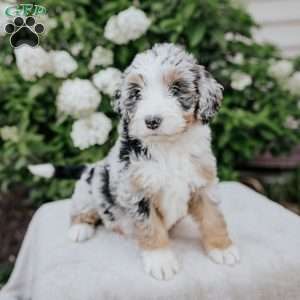Lily, Bernedoodle Puppy