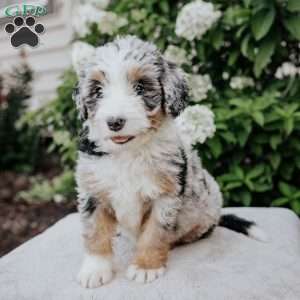 Lily, Bernedoodle Puppy