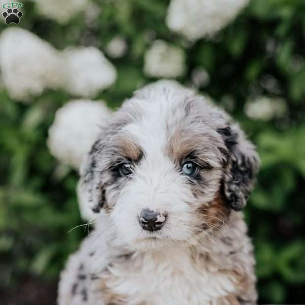 Lolipop, Bernedoodle Puppy