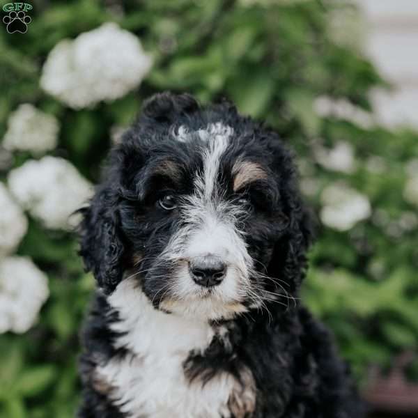Lucy, Bernedoodle Puppy
